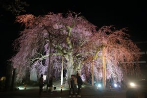 舞台桜